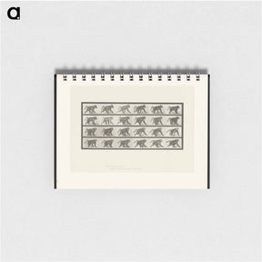アートメモ帳-Baboon Walking
 - エドワード マイブリッジ Memo.