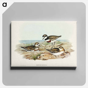 アートパネル-Double-banded Dottrel
 - ジョン グールド Canvas.