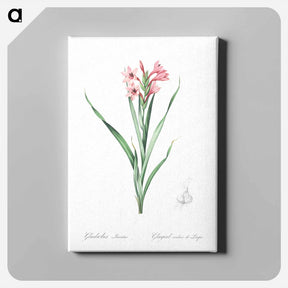 アートパネル-Sword lily illustration - ピエール ジョゼフ ルドゥーテ Canvas.