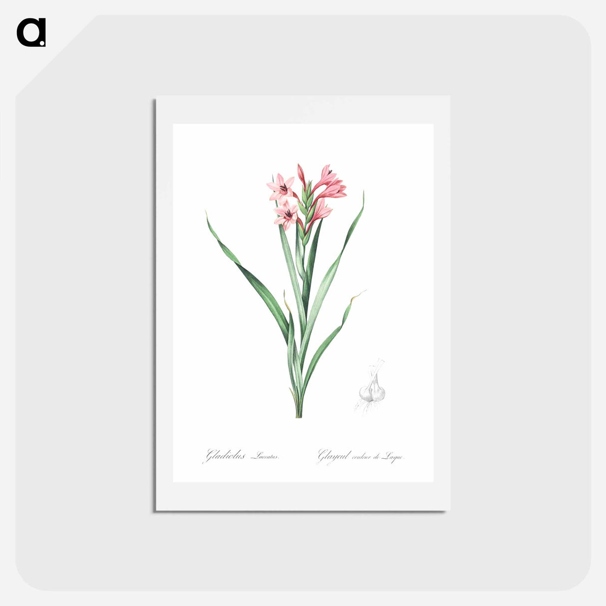 アートポストカード-Sword lily illustration - ピエール ジョゼフ ルドゥーテ Postcard.