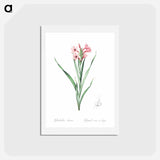 アートポストカード-Sword lily illustration - ピエール ジョゼフ ルドゥーテ Postcard.