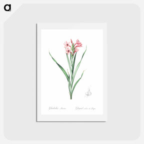 アートポストカード-Sword lily illustration - ピエール ジョゼフ ルドゥーテ Postcard.