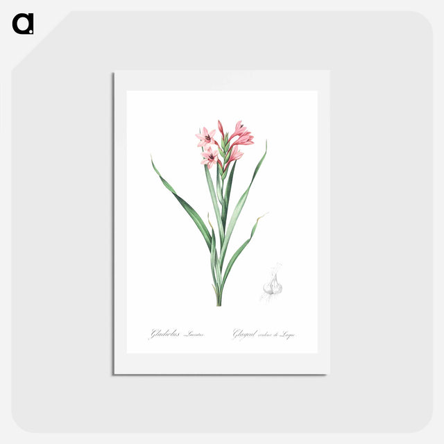 アートポストカード-Sword lily illustration - ピエール ジョゼフ ルドゥーテ Postcard.
