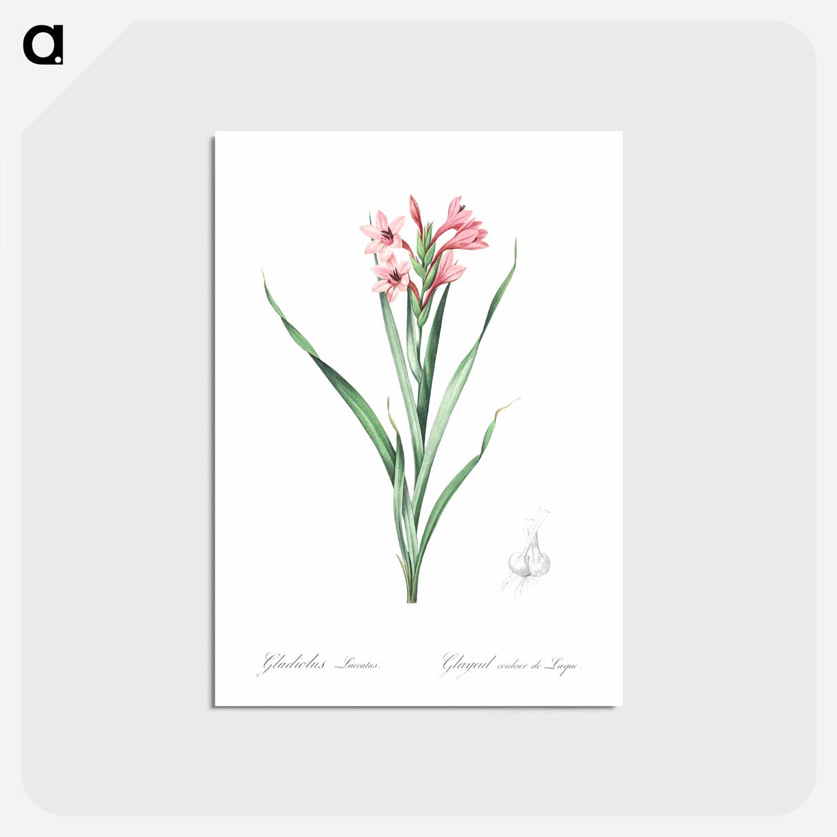 アートポストカード-Sword lily illustration - ピエール ジョゼフ ルドゥーテ Postcard.