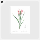 アートポストカード-Sword lily illustration - ピエール ジョゼフ ルドゥーテ Postcard.