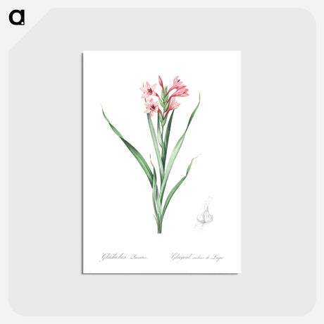 アートポストカード-Sword lily illustration - ピエール ジョゼフ ルドゥーテ Postcard.