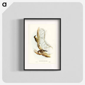 アートポスター-White-throated Tree-Creeper
 - オーストラリアの鳥 Poster.