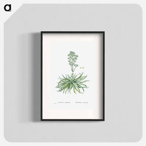 アートポスター-Crassula Nudicaulis (Naked–Stalked Crassula) - ピエール ジョゼフ ルドゥーテ Poster.