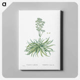 Crassula Nudicaulis (Naked–Stalked Crassula) - ピエール ジョゼフ ルドゥーテ Canvas.