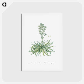 アートポストカード-Crassula Nudicaulis (Naked–Stalked Crassula) - ピエール ジョゼフ ルドゥーテ Postcard.