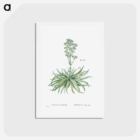 アートポストカード-Crassula Nudicaulis (Naked–Stalked Crassula) - ピエール ジョゼフ ルドゥーテ Postcard.