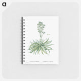 Crassula Nudicaulis (Naked–Stalked Crassula) - ピエール ジョゼフ ルドゥーテ Memo.