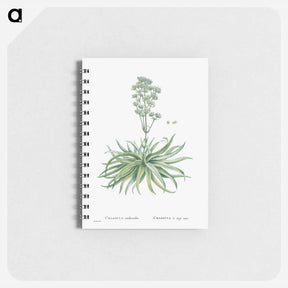アートメモ帳-Crassula Nudicaulis (Naked–Stalked Crassula) - ピエール ジョゼフ ルドゥーテ Memo.