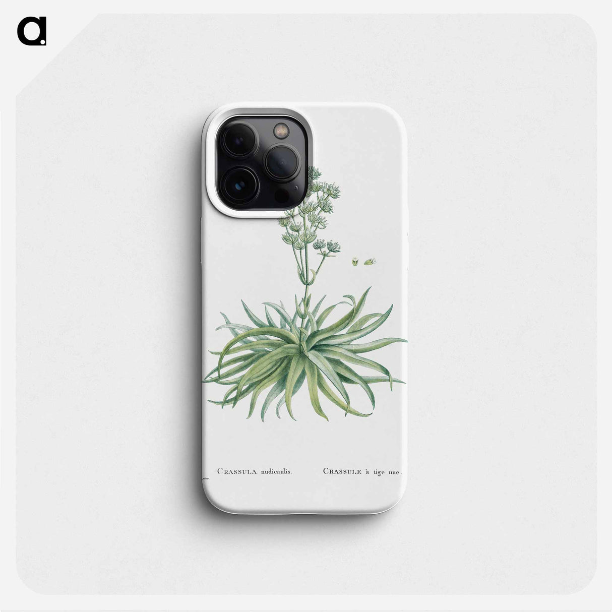 Crassula Nudicaulis (Naked–Stalked Crassula) - Pierre-Joseph Redouté Phone Case.