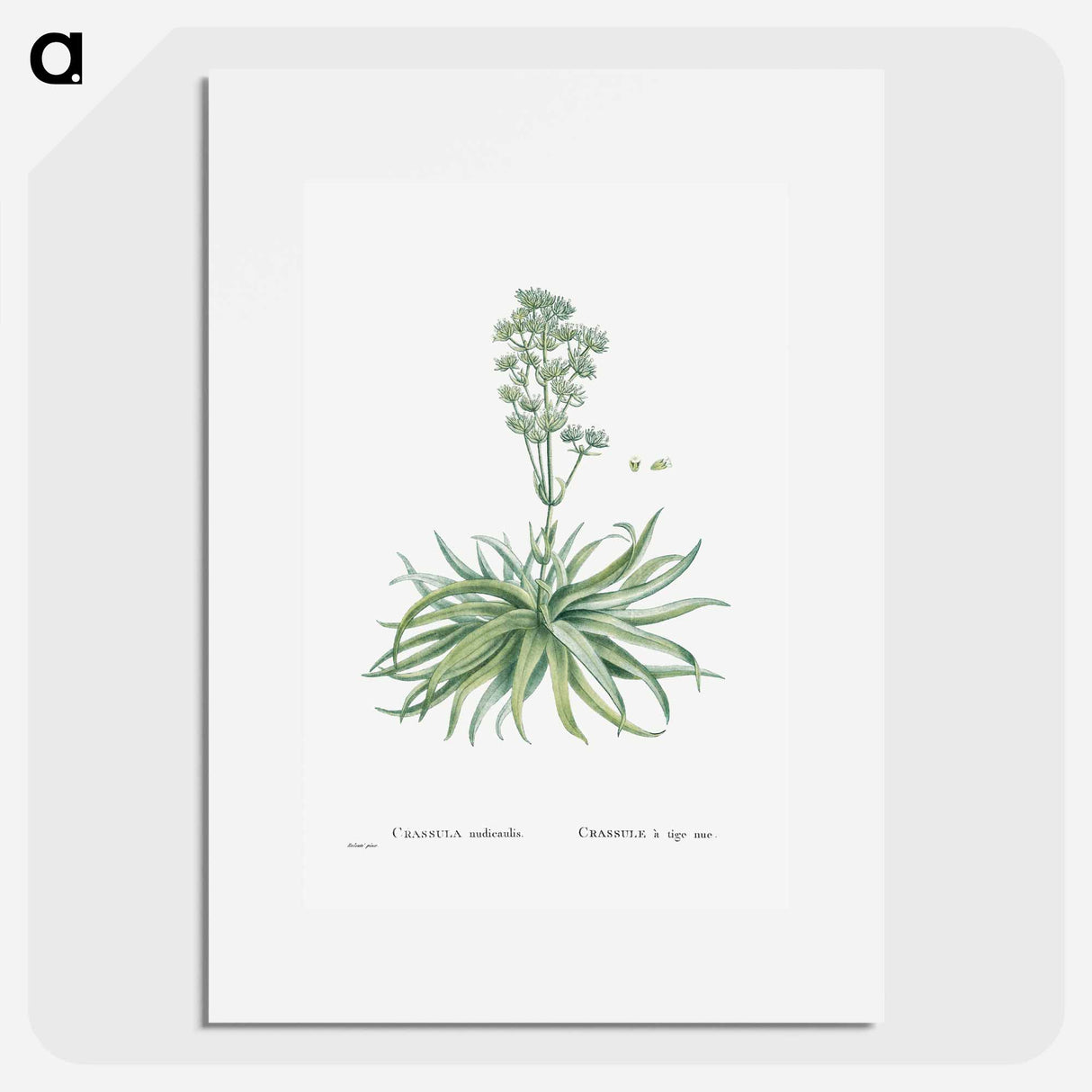 Crassula Nudicaulis (Naked–Stalked Crassula) - Pierre-Joseph Redouté Poster.
