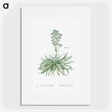 Crassula Nudicaulis (Naked–Stalked Crassula) - Pierre-Joseph Redouté Poster.