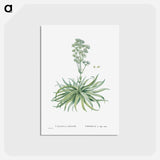 アートポストカード-Crassula Nudicaulis (Naked–Stalked Crassula) - ピエール ジョゼフ ルドゥーテ Postcard.
