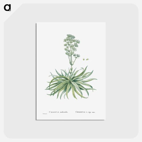 アートポストカード-Crassula Nudicaulis (Naked–Stalked Crassula) - ピエール ジョゼフ ルドゥーテ Postcard.