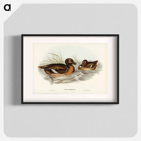 アートポスター-White-eyed Duck
 - オーストラリアの鳥 Poster.