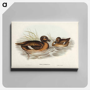 アートパネル-White-eyed Duck
 - オーストラリアの鳥 Canvas.