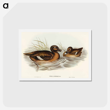 アートポストカード-White-eyed Duck
 - オーストラリアの鳥 Postcard.