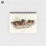 アートメモ帳-White-eyed Duck
 - オーストラリアの鳥 Memo.