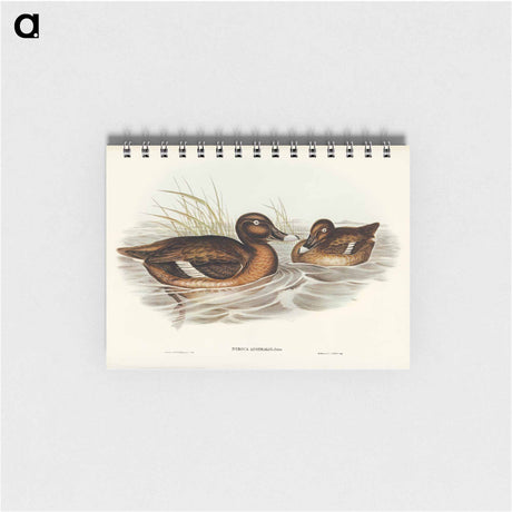 アートメモ帳-White-eyed Duck
 - オーストラリアの鳥 Memo.