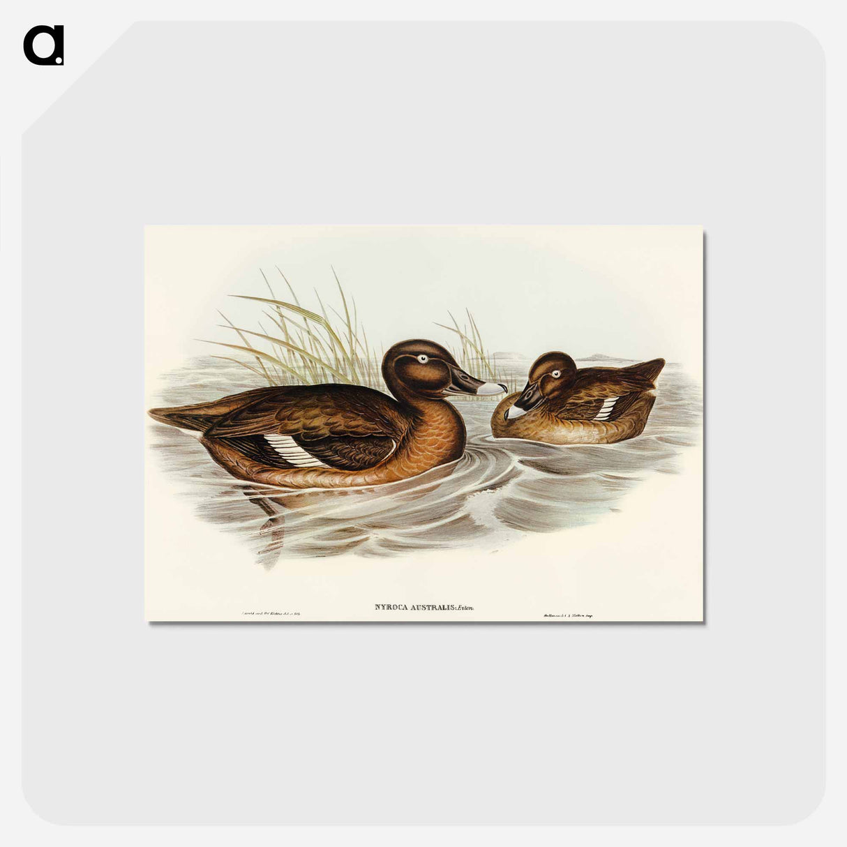 アートポストカード-White-eyed Duck
 - オーストラリアの鳥 Postcard.