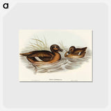 アートポストカード-White-eyed Duck
 - オーストラリアの鳥 Postcard.