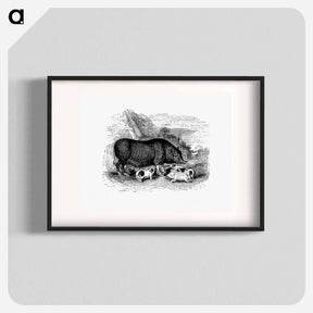 アートポスター-Pig from On the Domesticated Animals of the British Islands
 - 大英図書館 Poster.