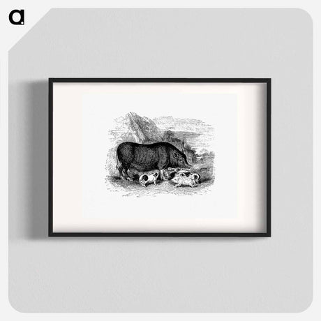 アートポスター-Pig from On the Domesticated Animals of the British Islands
 - 大英図書館 Poster.