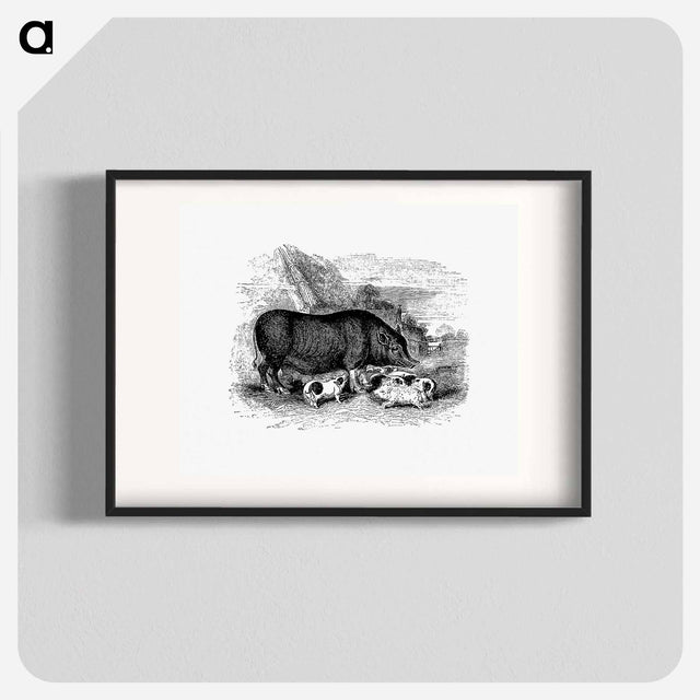 アートポスター-Pig from On the Domesticated Animals of the British Islands
 - 大英図書館 Poster.