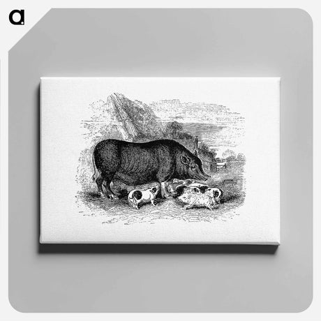 アートパネル-Pig from On the Domesticated Animals of the British Islands
 - 大英図書館 Canvas.