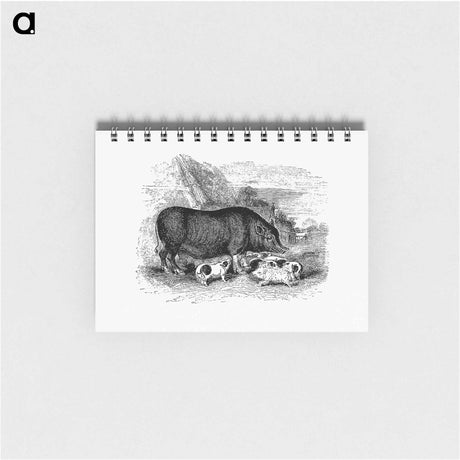 アートメモ帳-Pig from On the Domesticated Animals of the British Islands
 - 大英図書館 Memo.