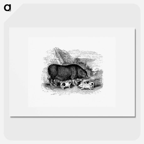 アートポスター-Pig from On the Domesticated Animals of the British Islands
 - 大英図書館 Poster.