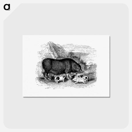アートポストカード-Pig from On the Domesticated Animals of the British Islands
 - 大英図書館 Postcard.