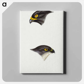アートパネル-Sparrow Hawks of Australia
 - ジョン グールド Canvas.
