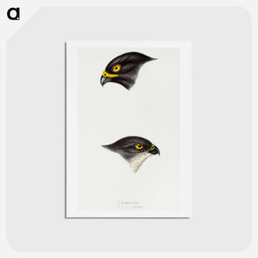 アートポストカード-Sparrow Hawks of Australia
 - ジョン グールド Postcard.