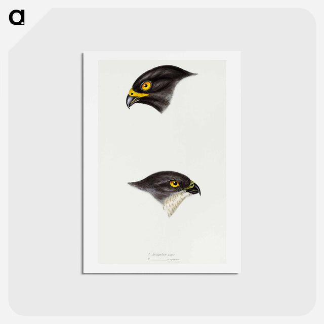 アートポストカード-Sparrow Hawks of Australia
 - ジョン グールド Postcard.