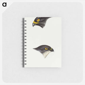 アートメモ帳-Sparrow Hawks of Australia
 - ジョン グールド Memo.