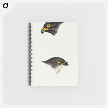 Sparrow Hawks of Australia
 - ジョン グールド Memo.
