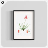 Aloe Plicatilis (Fan–Aloe) - Pierre-Joseph Redouté Poster.