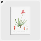 アートポストカード-Aloe Plicatilis (Fan–Aloe) - ピエール ジョゼフ ルドゥーテ Postcard.