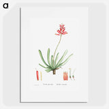 Aloe Plicatilis (Fan–Aloe) - Pierre-Joseph Redouté Poster.