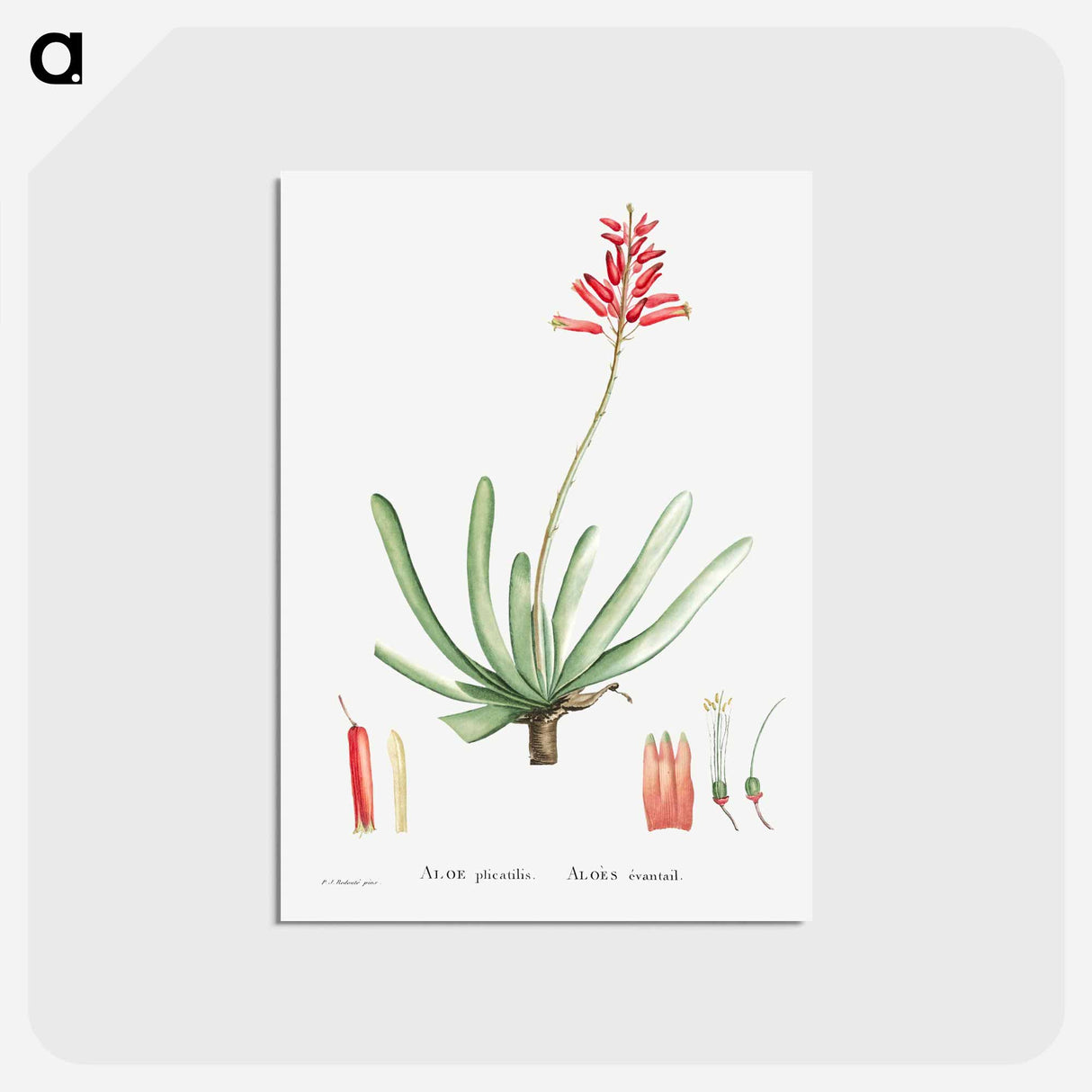 アートポストカード-Aloe Plicatilis (Fan–Aloe) - ピエール ジョゼフ ルドゥーテ Postcard.