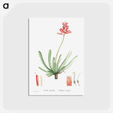 アートポストカード-Aloe Plicatilis (Fan–Aloe) - ピエール ジョゼフ ルドゥーテ Postcard.