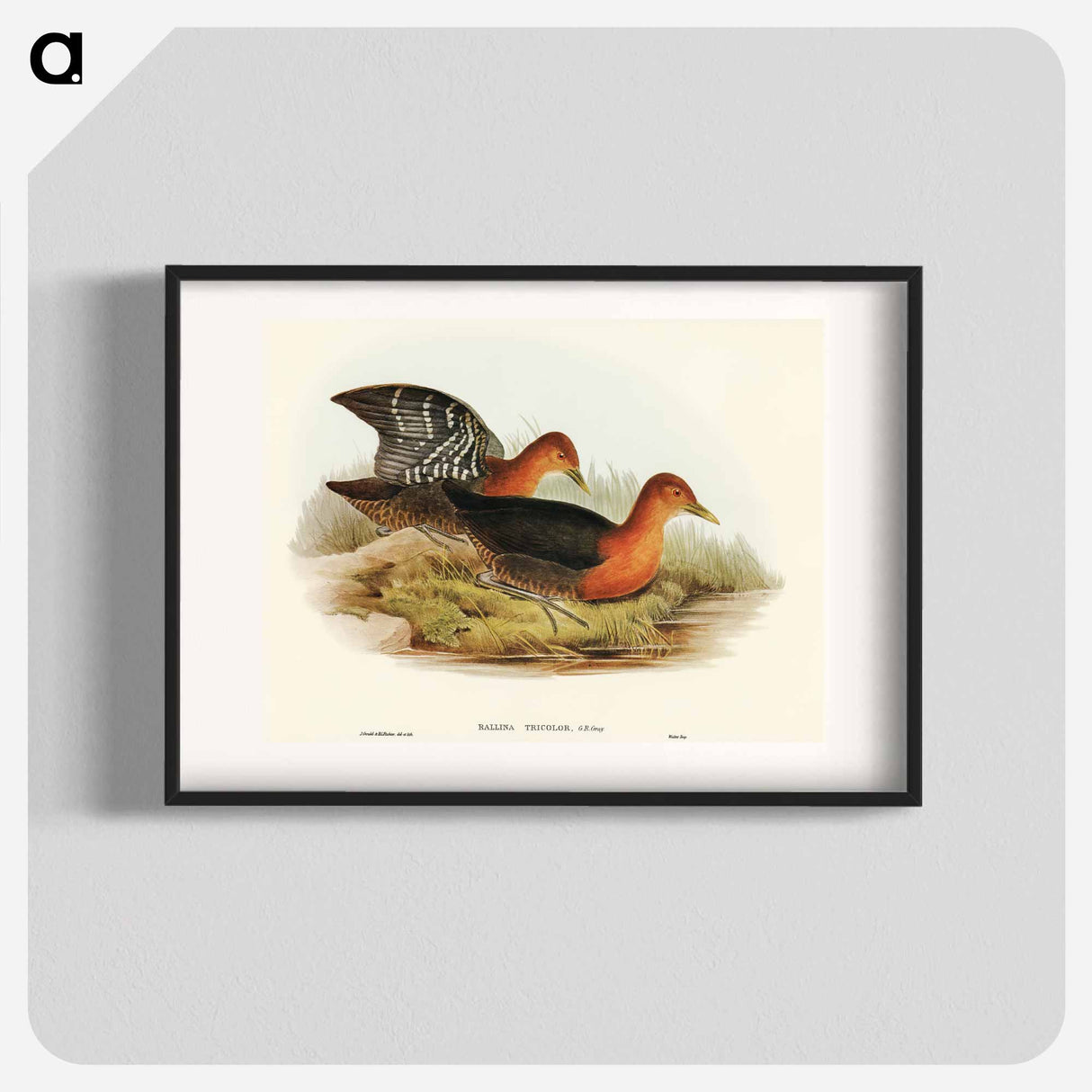 アートポスター-Red-necked Rail
 - オーストラリアの鳥 Poster.