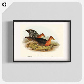 アートポスター-Red-necked Rail
 - オーストラリアの鳥 Poster.