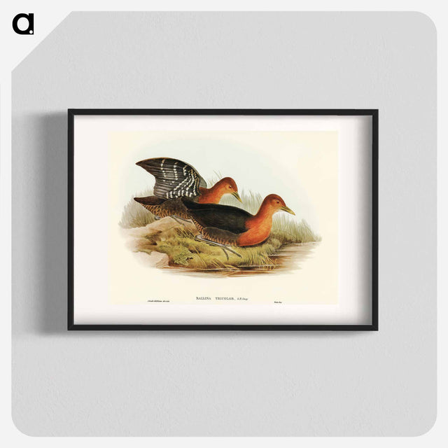 アートポスター-Red-necked Rail
 - オーストラリアの鳥 Poster.