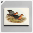 アートパネル-Red-necked Rail
 - オーストラリアの鳥 Canvas.